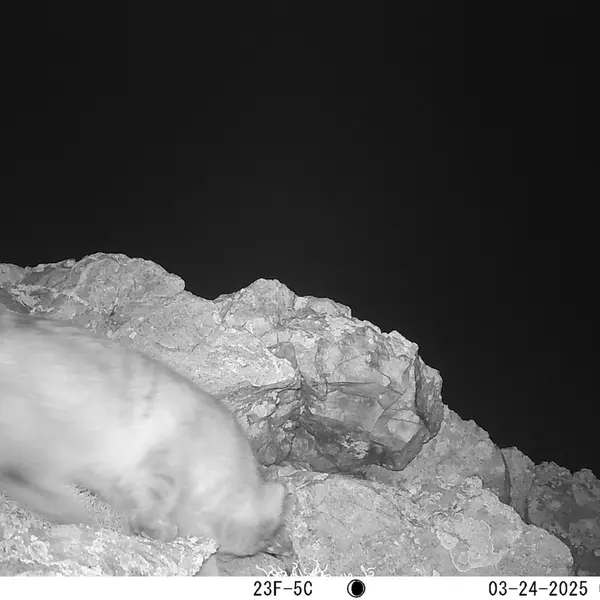 A photograph of Otocolobus manul manul from Besshoky 1 camera trap