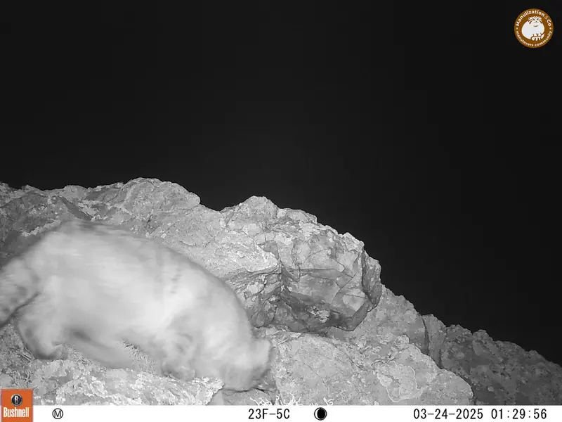 A photograph of Otocolobus manul manul from Besshoky 1 camera trap
