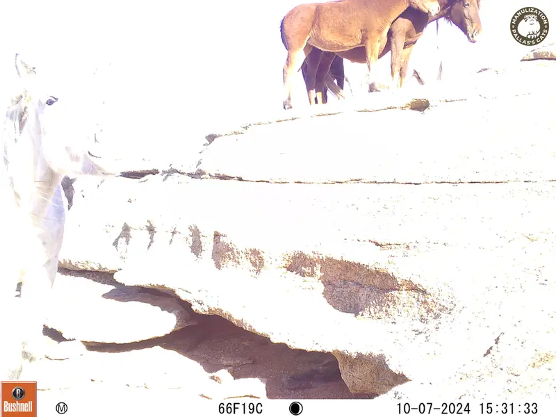 A photograph of Horse from Bektauata 1 camera trap