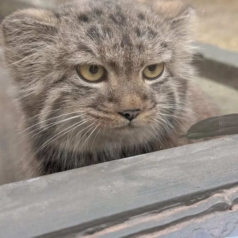 A photograph of a Pallas's cat