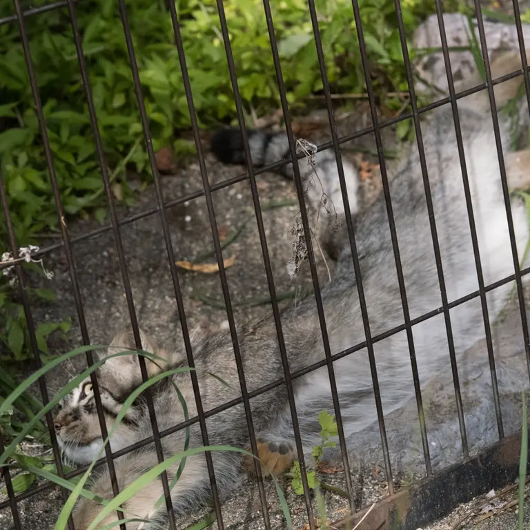A photograph of Hide in Asahiyama Zoo