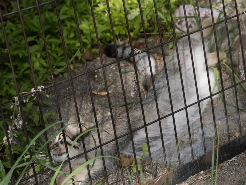 A photograph of Hide in Asahiyama Zoo