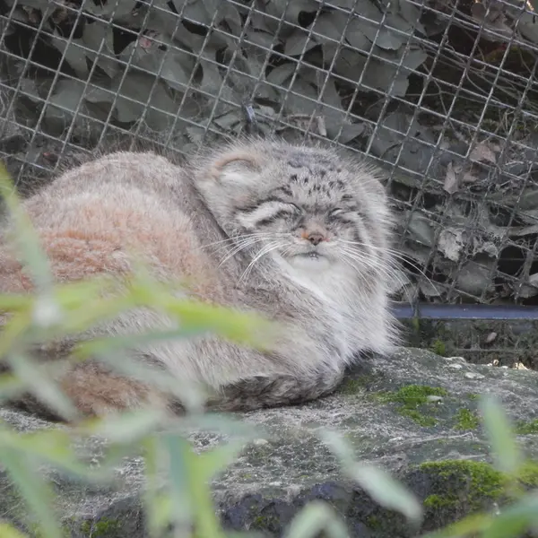 A photograph of Cota in Rotterdam Zoo
