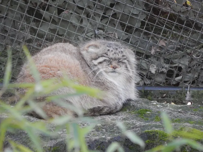 A photograph of Cota in Rotterdam Zoo