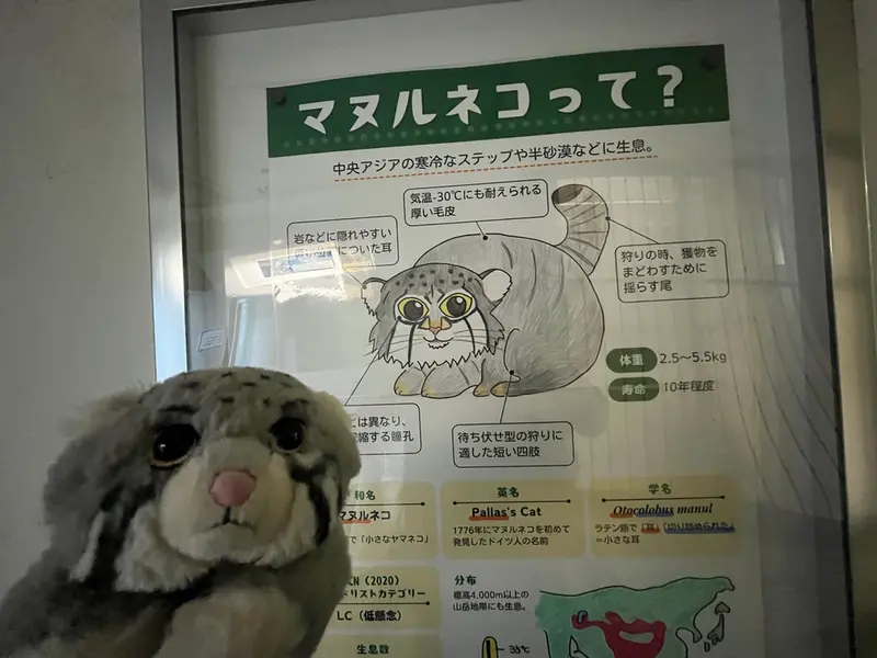 A photograph of a Pallas's cat