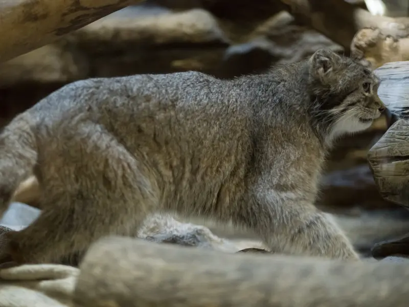 A photograph of Klyon in Ueno Zoological Gardens