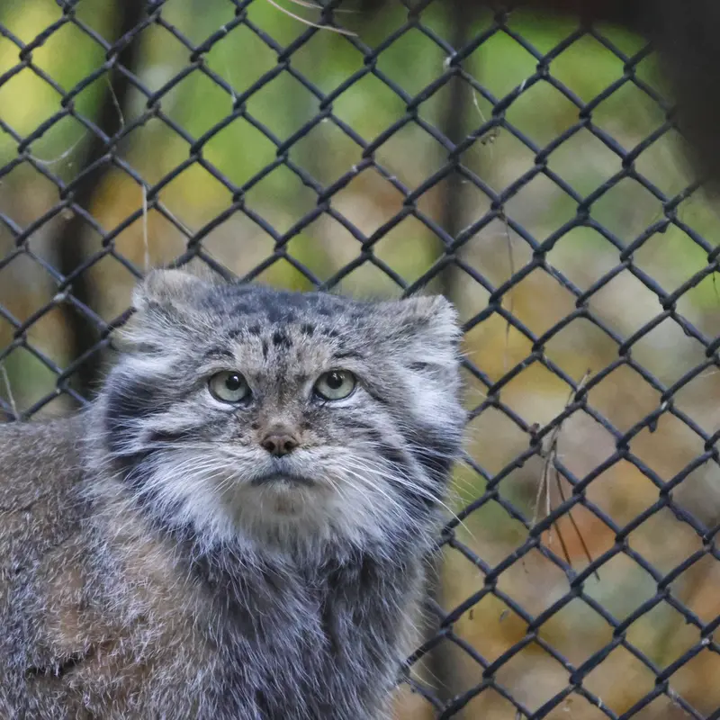 A photograph of Lastochka in Novosibirsk Zoo