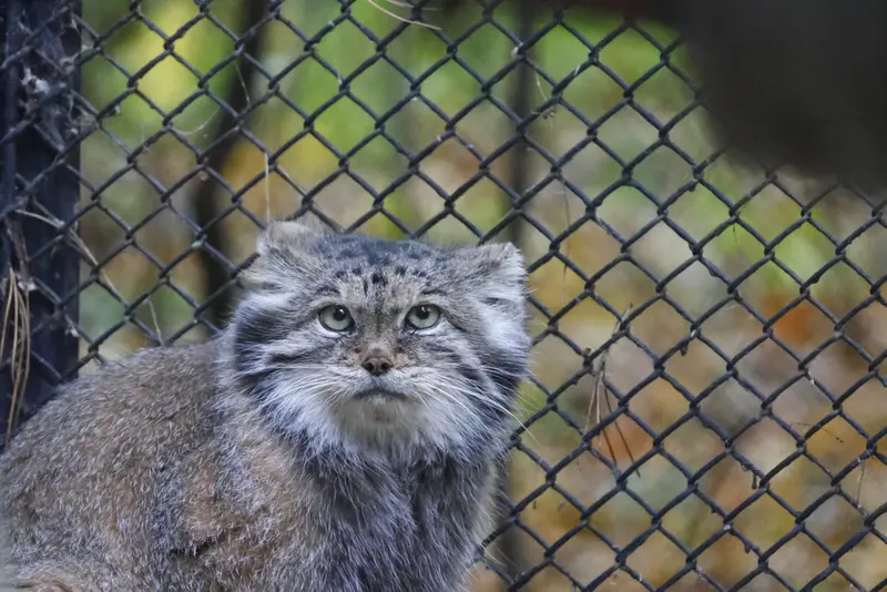 A photograph of Lastochka in Novosibirsk Zoo