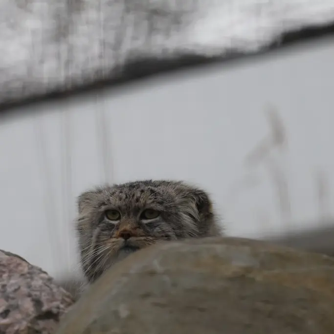 A photograph of Arkas in Korkeasaari Zoo