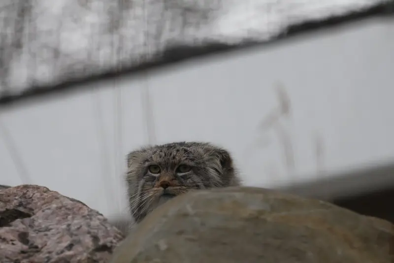 A photograph of Arkas in Korkeasaari Zoo