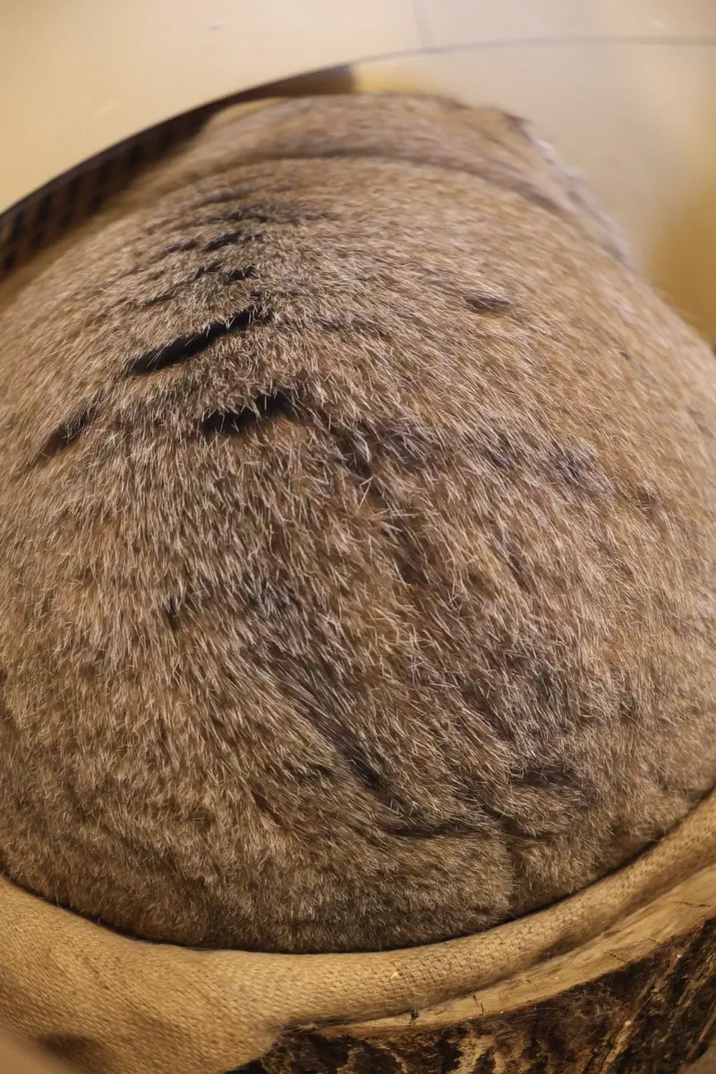 A photograph of Oliva in Saitama Children's Zoo