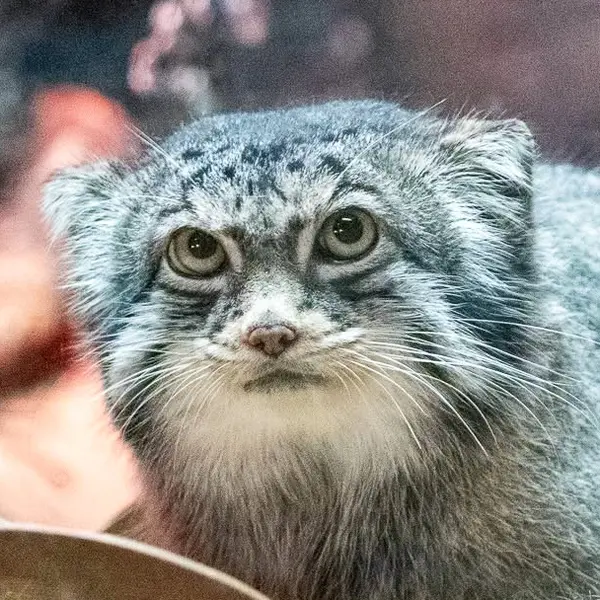 Pabu the Pallas's cat from Lake Superior Zoo