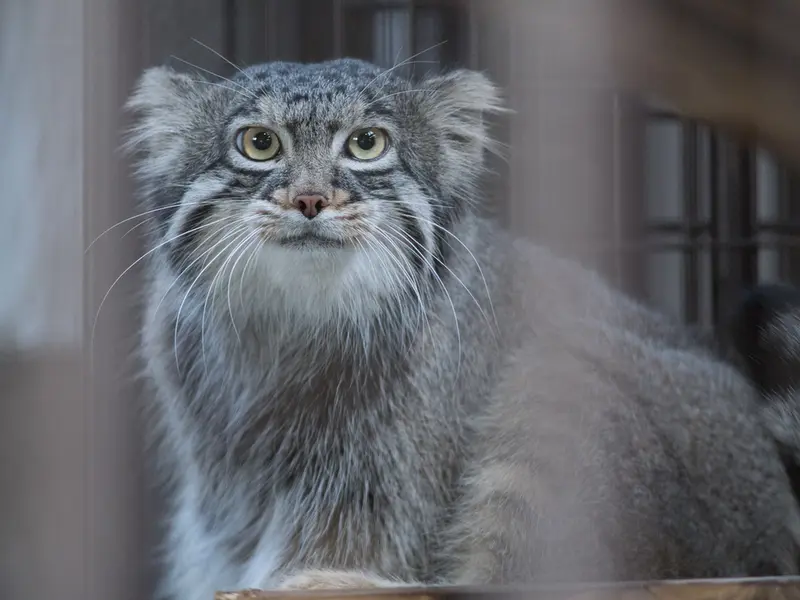 A photograph of Figa in Nogeyama Zoo