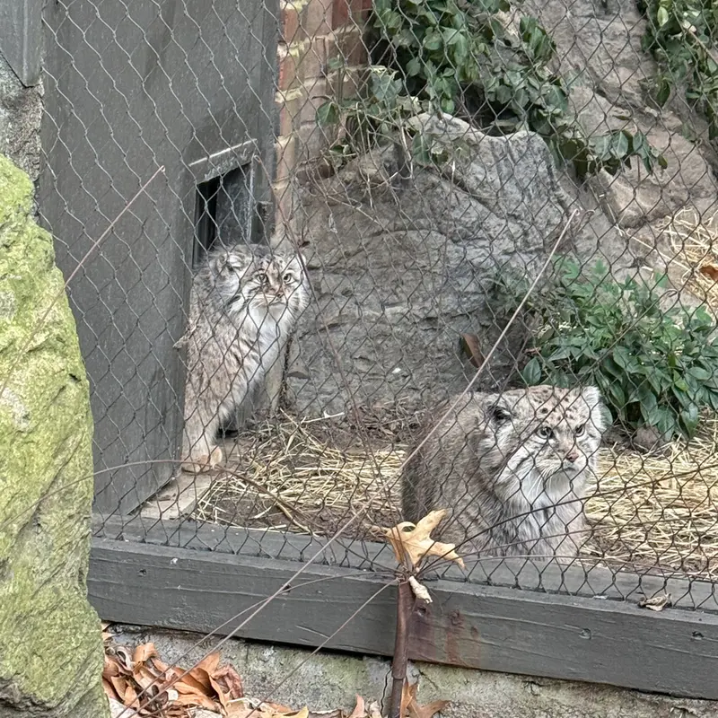 A photograph of Sarnai and Batu in Prospect Park Zoo