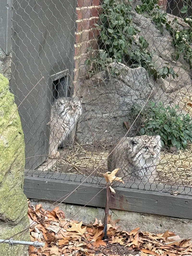 A photograph of Sarnai and Batu in Prospect Park Zoo