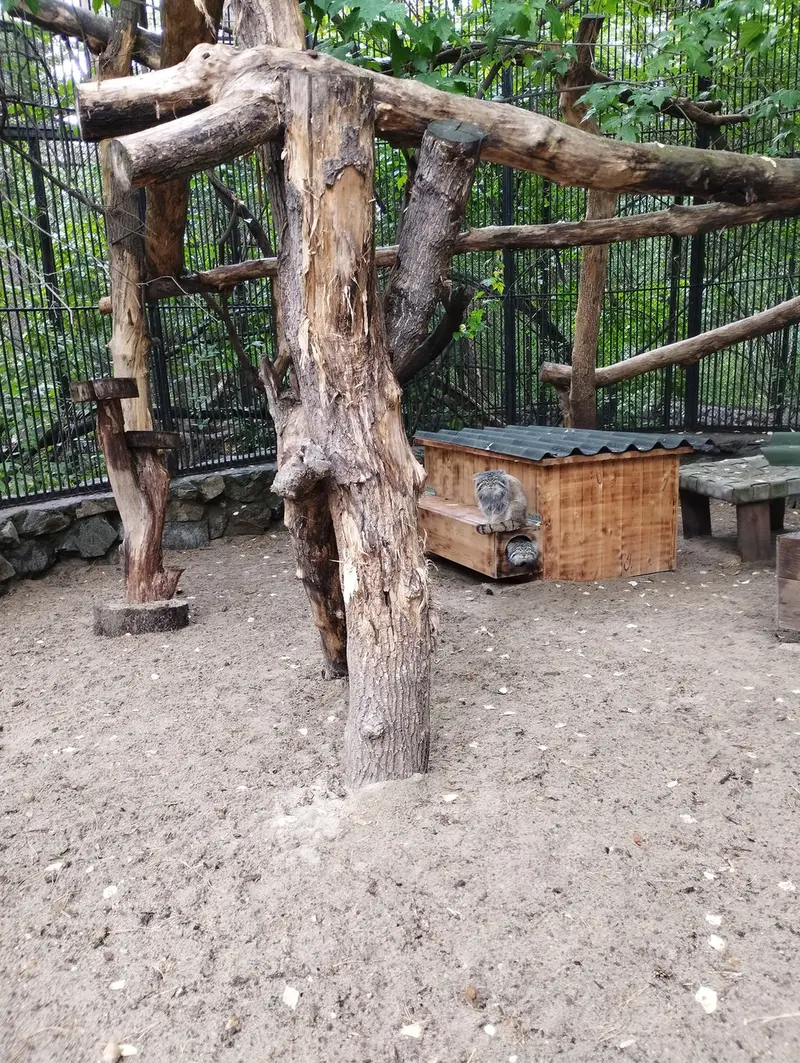 A photograph of a Pallas's cat in Novosibirsk Zoo