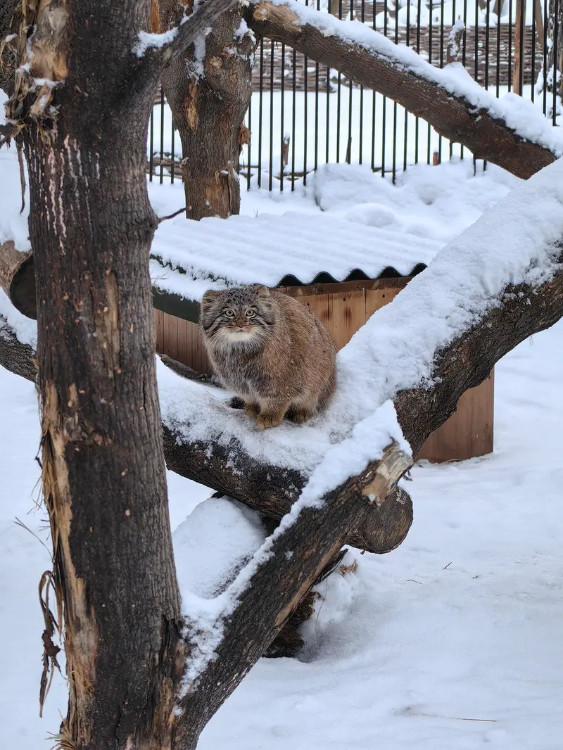 A photograph of Son of Snezhinka b.2025 Ⅲ in Novosibirsk Zoo
