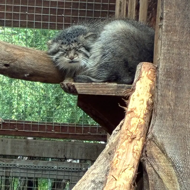 A photograph of Altani in Tallinn Zoo
