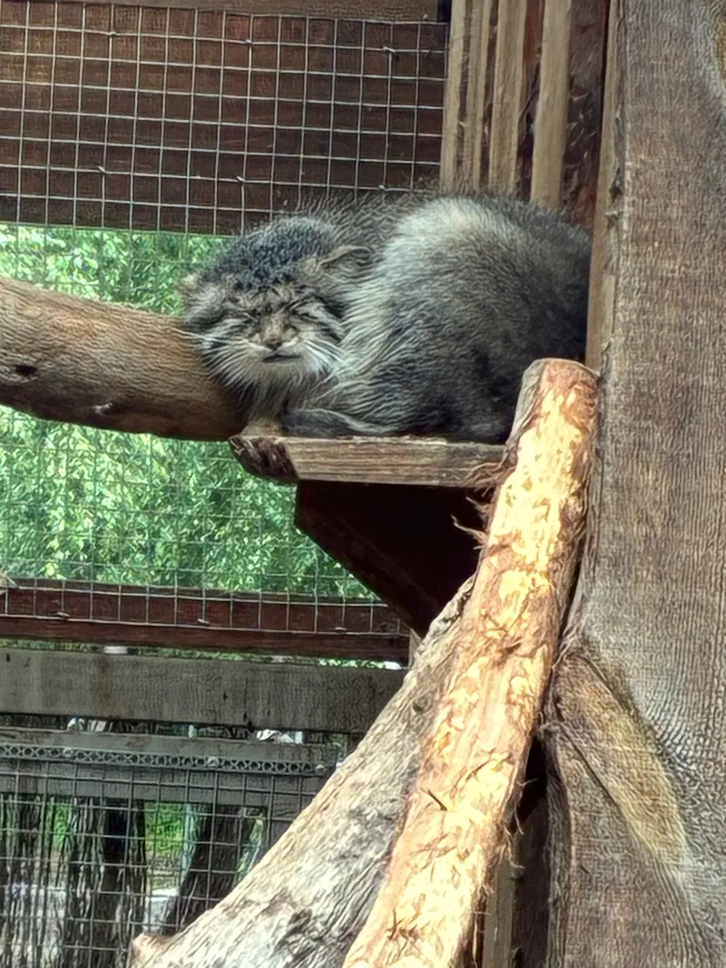 A photograph of Altani in Tallinn Zoo