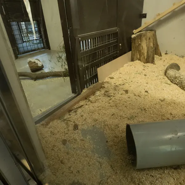 A photograph of a Pallas's cat in Nogeyama Zoo