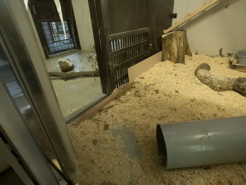 A photograph of a Pallas's cat in Nogeyama Zoo
