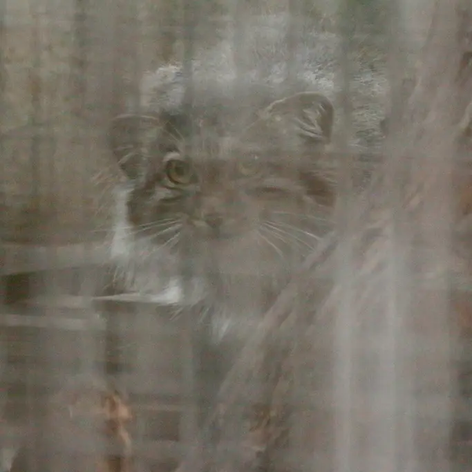 A photograph of Lucy in Budapest Zoo & Botanical Garden