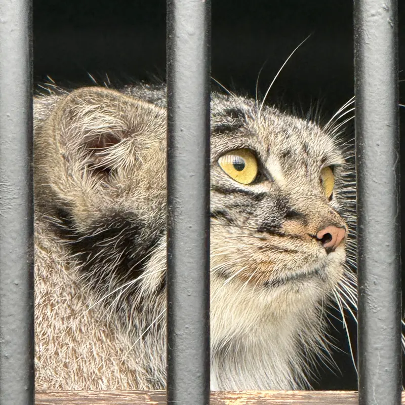 A photograph of Mei in Gokatsuraike Animal Park
