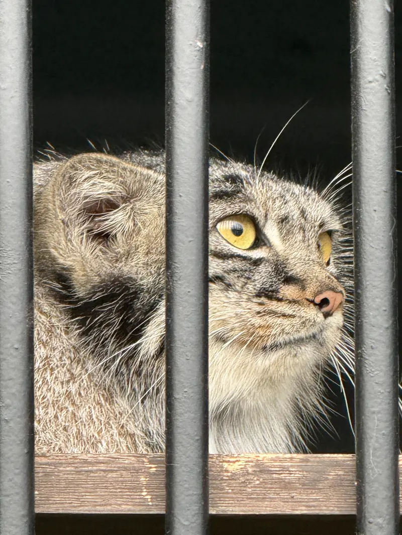 A photograph of Mei in Gokatsuraike Animal Park