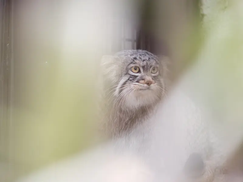 A photograph of Figa in Nogeyama Zoo