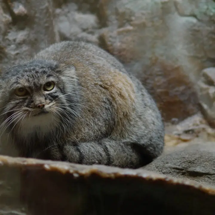 A photograph of a Pallas's cat in Ueno Zoological Gardens