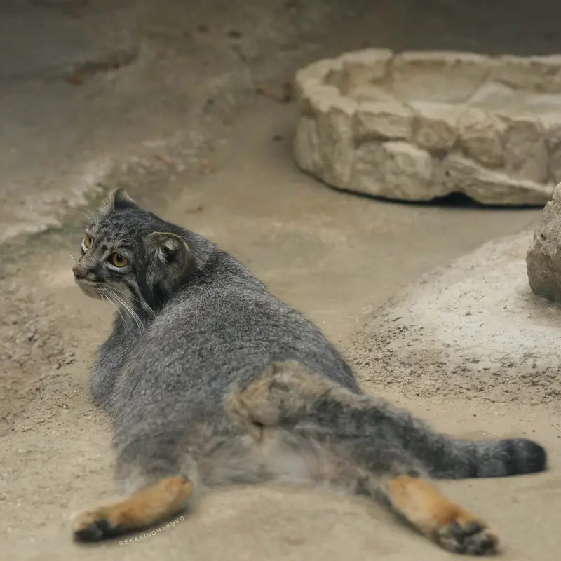 A photograph of Mei in Kobe Animal Kingdom