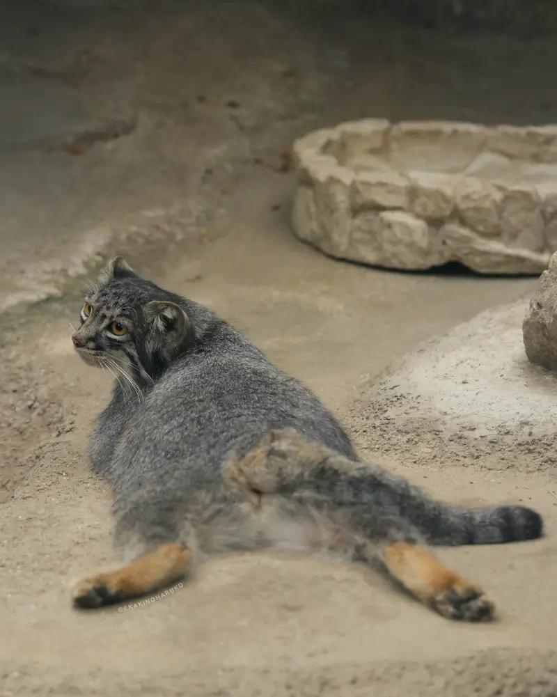 A photograph of Mei in Kobe Animal Kingdom