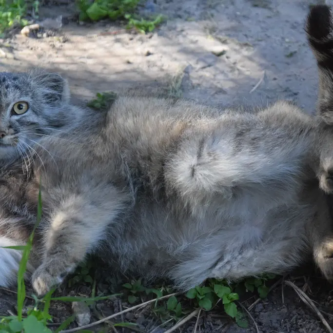 A photograph of Lucy in Budapest Zoo & Botanical Garden