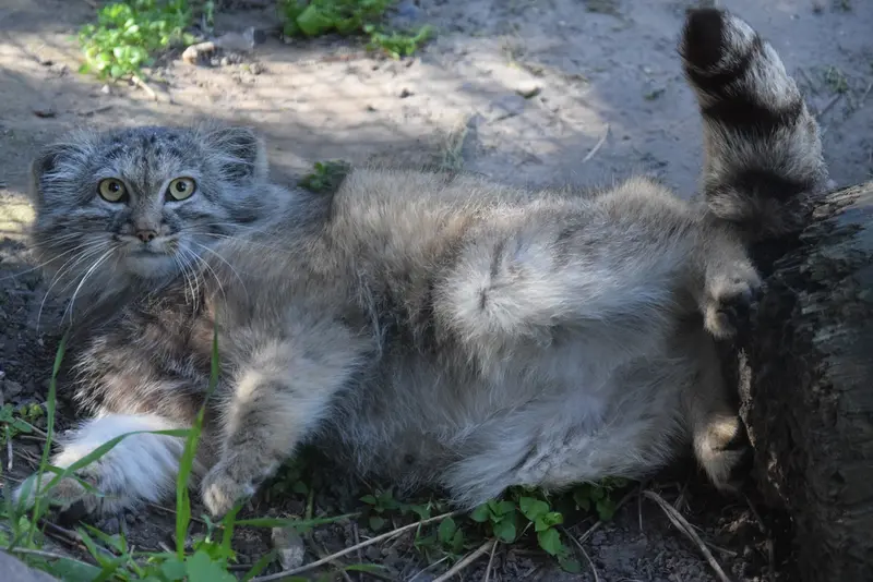 A photograph of Lucy in Budapest Zoo & Botanical Garden
