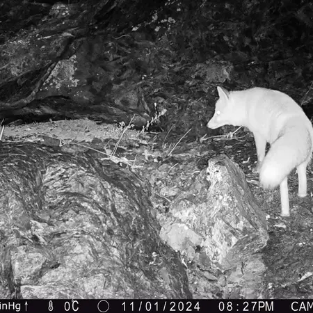 A photograph of Red fox from Zhundy 1 camera trap