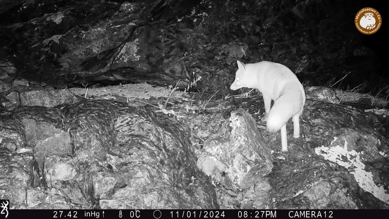 A photograph of Red fox from Zhundy 1 camera trap