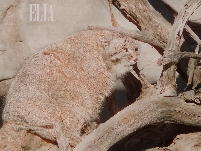 A photograph of Olaf in Calgary Zoo / Wilder Institute