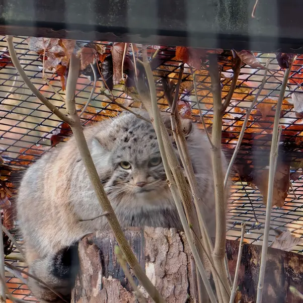A photograph of Altai in Gdansk Zoo