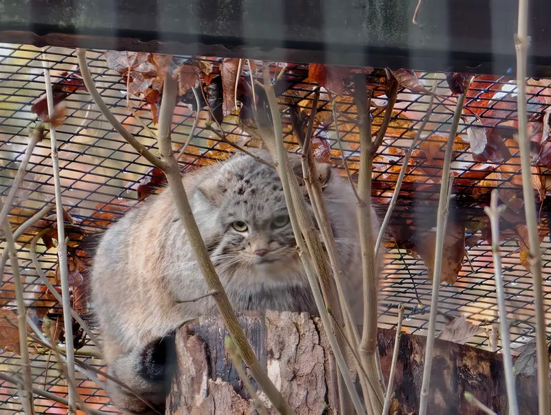 A photograph of Altai in Gdansk Zoo
