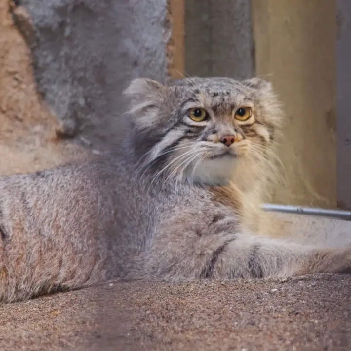 A photograph of a Pallas's cat in Nogeyama Zoo
