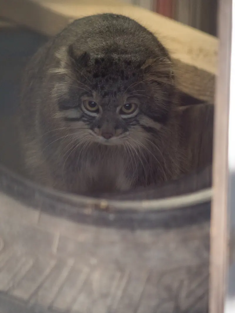 A photograph of Figa in Nogeyama Zoo