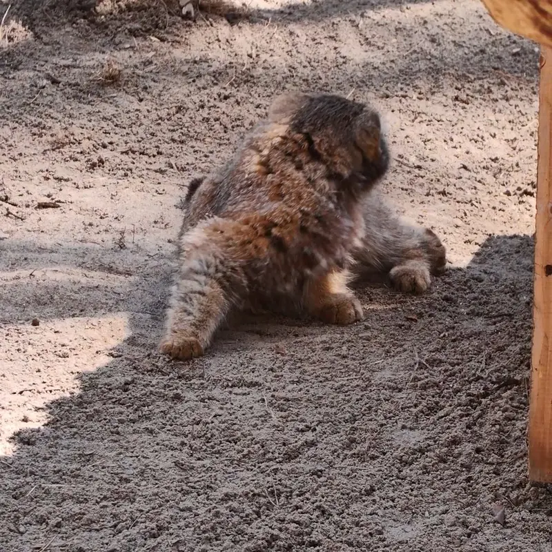 A photograph of a Pallas's cat in Novosibirsk Zoo