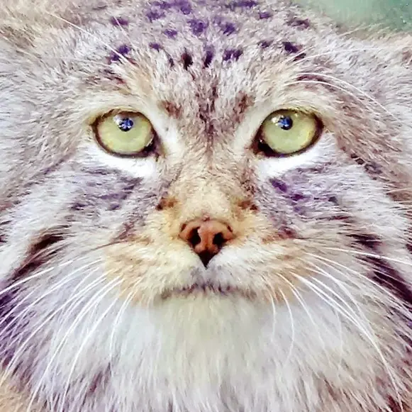 A photograph of Khan in Leningrad zoo