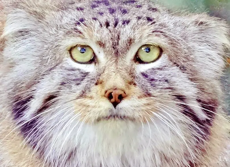 A photograph of Khan in Leningrad zoo