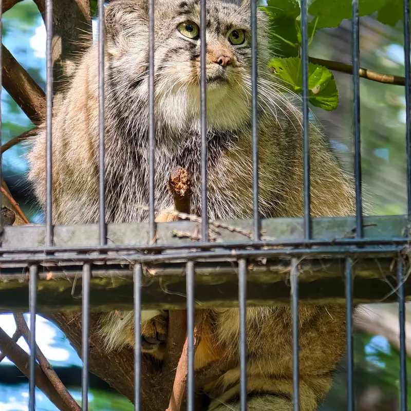 A photograph of Tsas in Kraków Zoo