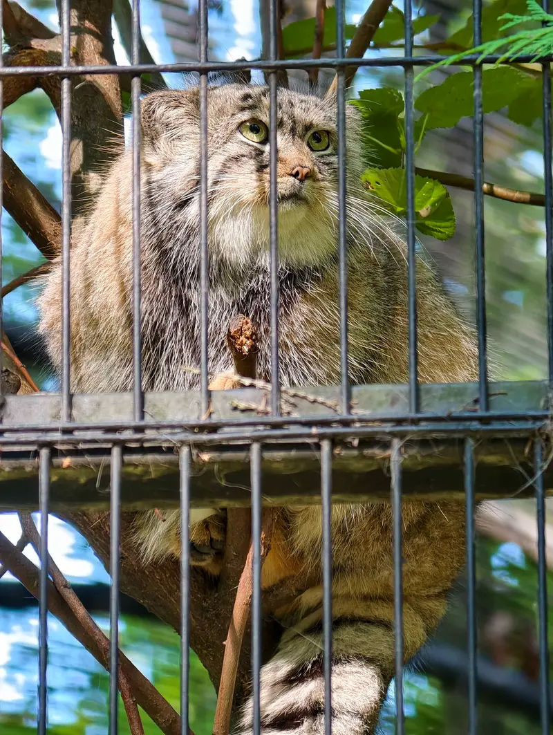 A photograph of Tsas in Kraków Zoo