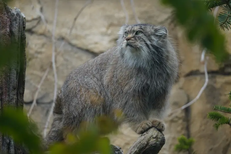A photograph of Polly in Nasu Animal Kingdom