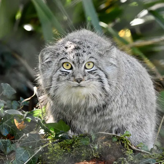 A photograph of Altai in Port Lympne Wild Animal Park