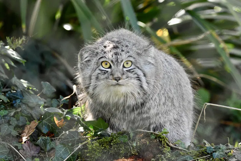 A photograph of Altai in Port Lympne Wild Animal Park