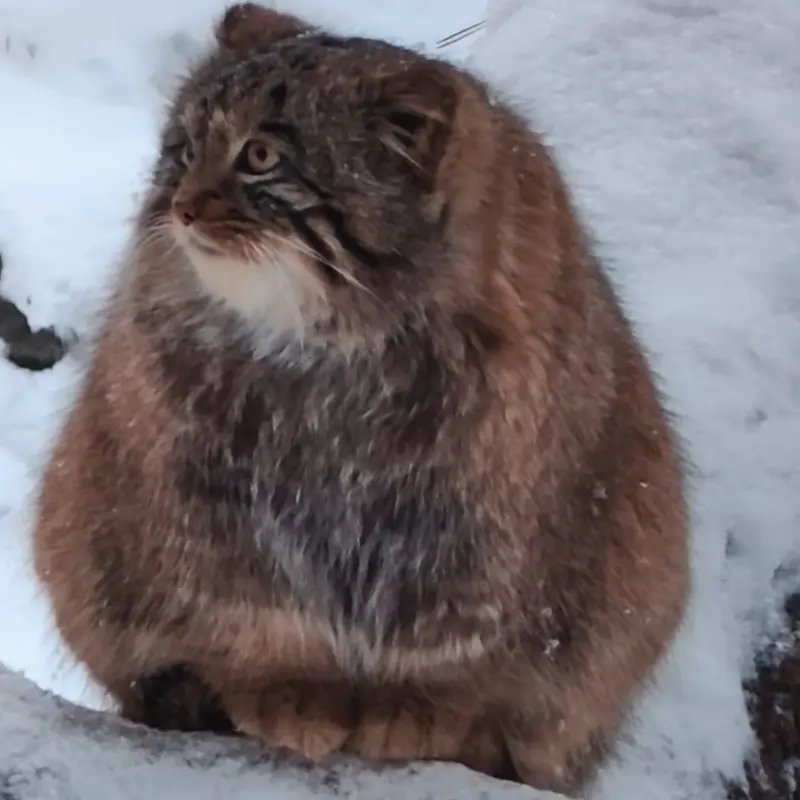A photograph of a Pallas's cat in Novosibirsk Zoo